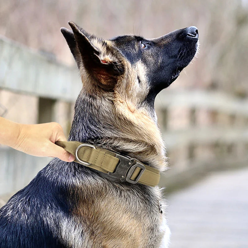 Conjunto de Coleira Elástica para Cães