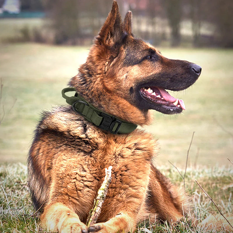Conjunto de Coleira Elástica para Cães